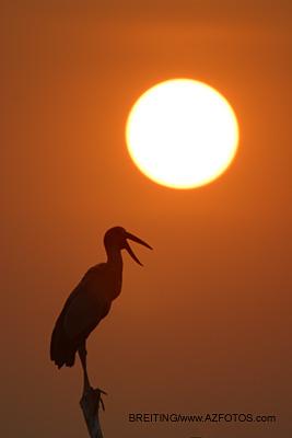 Photo of openbilled stork at sunset in Thiland, by photographer Soren Breiting, www.azfotos.com.